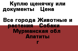 Куплю щенячку или документы › Цена ­ 3 000 - Все города Животные и растения » Собаки   . Мурманская обл.,Апатиты г.